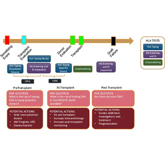 HLA Pre-Transplant Panel 5